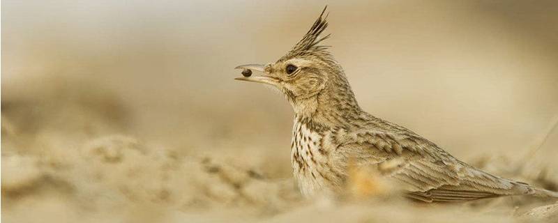 沙百灵的特点（沙百灵是什么样子的）