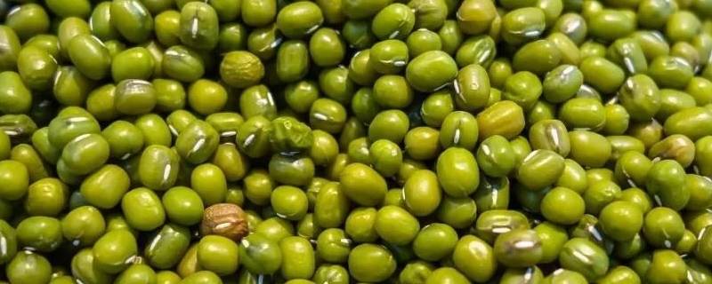 绿豆煮不烂是什么原因 绿豆煮不烂是什么原因导致