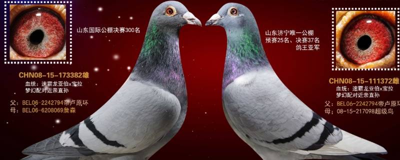 速霸龙鸽系特点 信鸽速霸龙鸽系特点