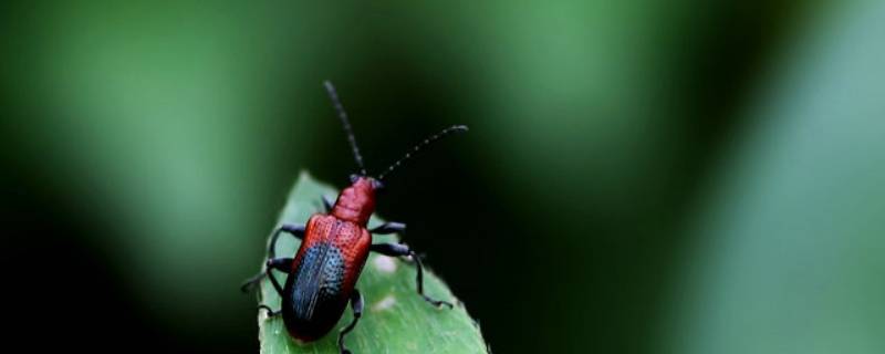 家里很多下雨天的虫子怎么办（大雨过后家里有许多虫子怎么办）