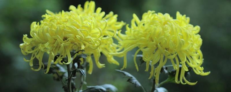 赏菊花是什么节日的风俗（有关菊花的节日）