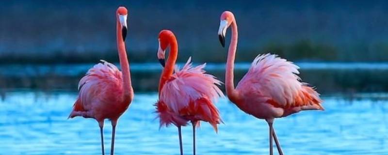 火烈鸟的特点和生活特征 火烈鸟的特点和生活特征作文