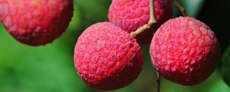 春天有哪些当季水果 春天有什么当季水果