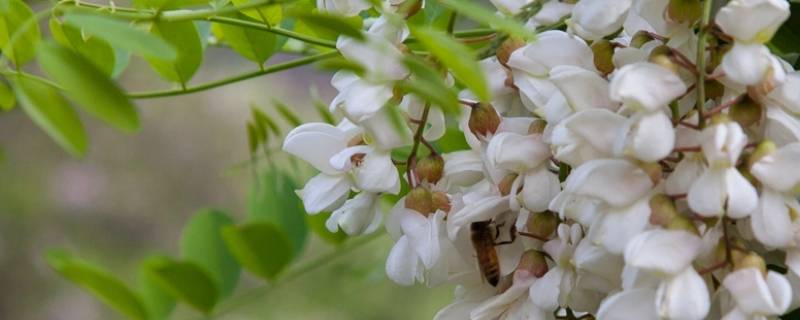 新鲜槐花怎么长期保存（新鲜槐花怎样保存时间长）