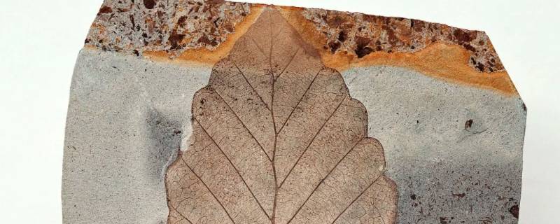 变质后的化石会不会被破坏 变质后其中的化石会不会变坏