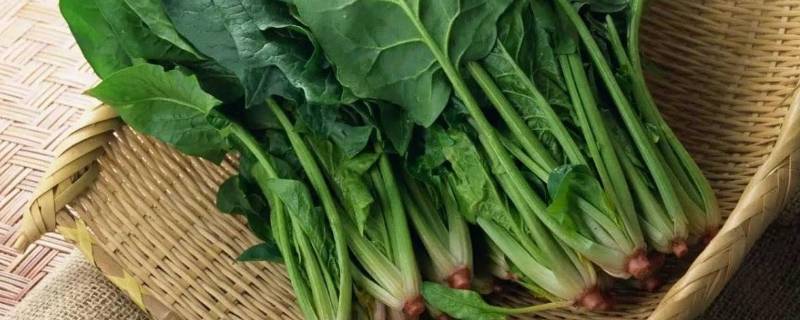 菠菜涩嘴怎么处理 菠菜嘴里涩