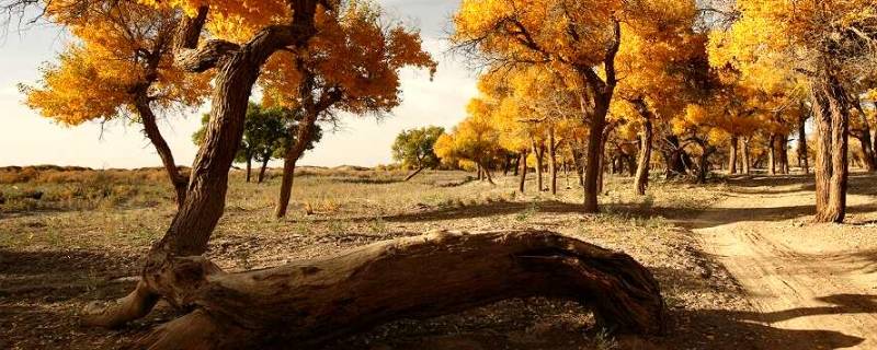 胡杨精神的内容 胡杨精神百度百科