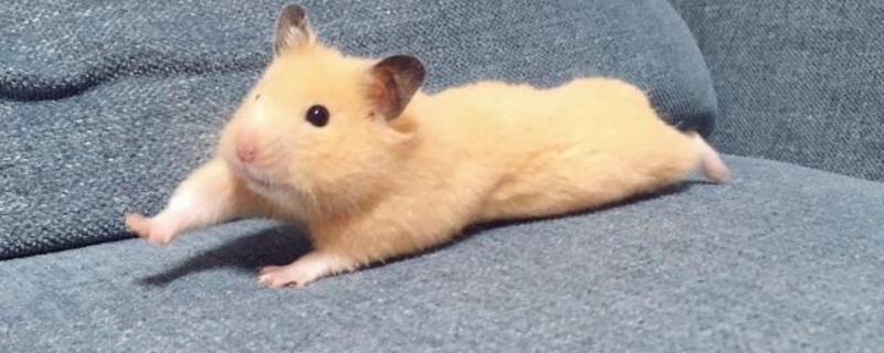 金丝熊打喷嚏怎么回事 金丝熊打喷嚏了