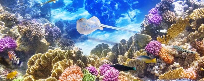 珊瑚礁是活的还是死的（珊瑚是活的还是死的?）