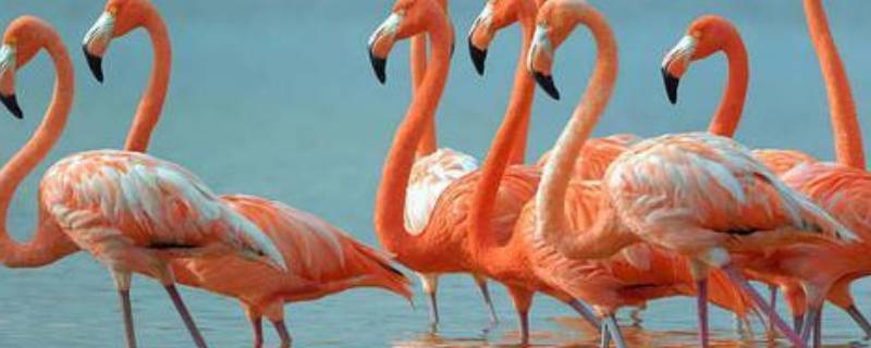 火烈鸟怎么哺育幼鸟（火烈鸟养育幼鸟的方式）