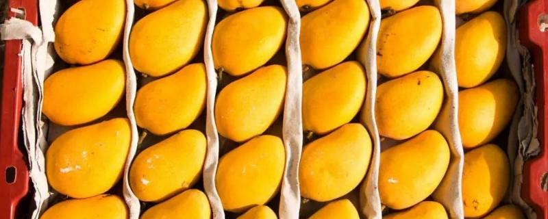 小台芒怎么切方便吃（小台芒果怎么切方便吃）