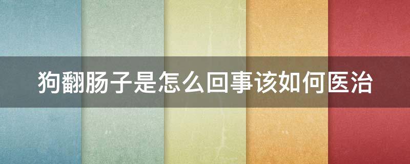 狗翻肠子是怎么回事该如何医治 狗翻肠子是怎么回事?该如何医治