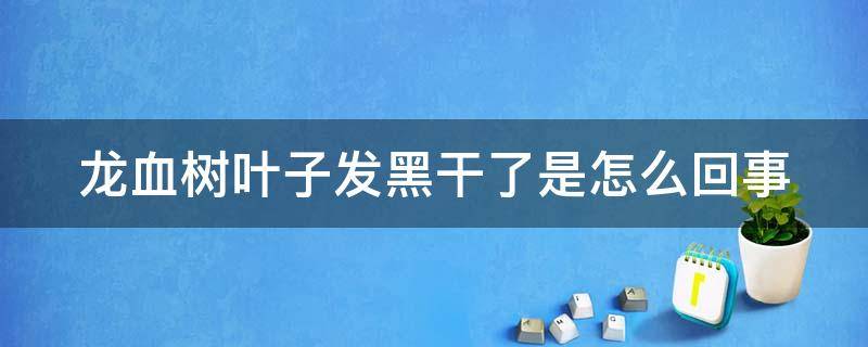 龙血树叶子发黑干了是怎么回事（龙血树叶子发黑干了是怎么回事儿）