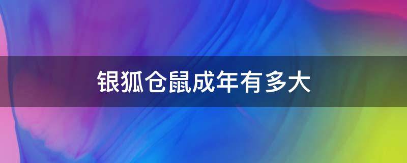 银狐仓鼠成年有多大 银狐仓鼠几个月性成熟