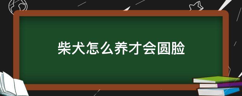 柴犬怎么养才会圆脸（柴犬怎么养成大饼脸）