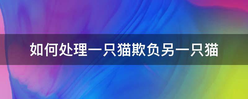 如何处理一只猫欺负另一只猫 一只猫欺负另一只猫要怎么办