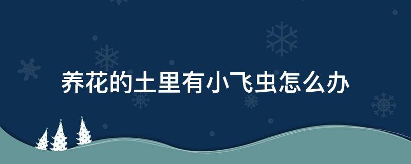 养花的土里有小飞虫怎么办（养花土里有飞虫子怎么办）