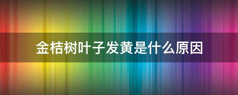 金桔树叶子发黄是什么原因 金桔树叶为什么发黄