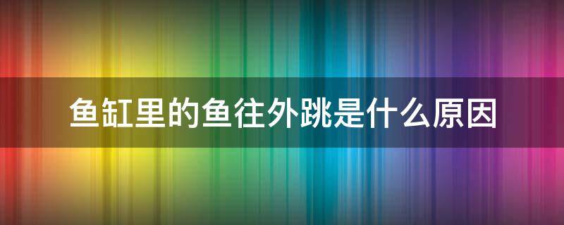 鱼缸里的鱼往外跳是什么原因 鱼在缸里往外跳怎么回事