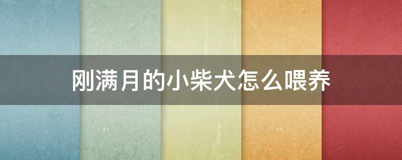 刚满月的小柴犬怎么喂养 一个月大的小柴狗怎么喂养