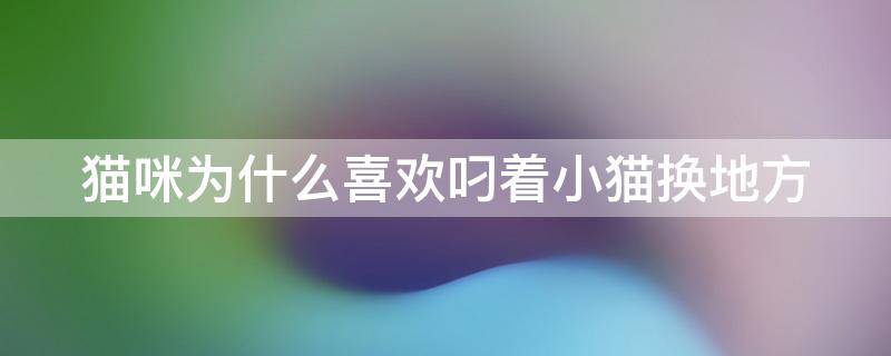 猫咪为什么喜欢叼着小猫换地方（猫咪为什么喜欢叼着小猫换地方睡）