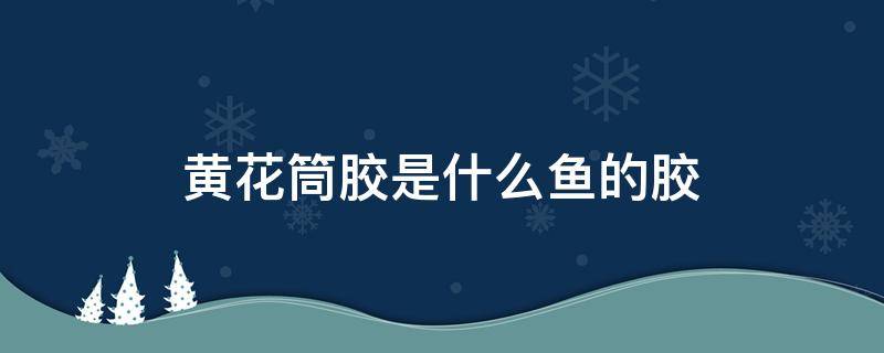 黄花筒胶是什么鱼的胶 黄花筒鱼胶图片