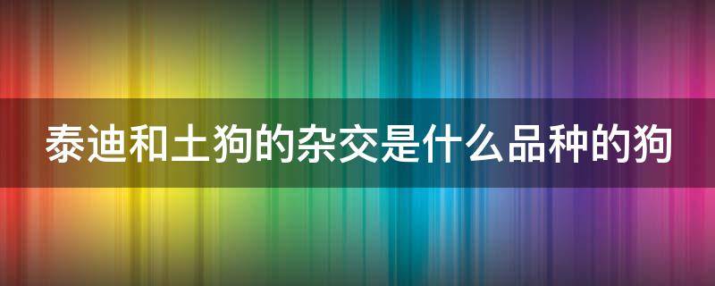 泰迪和土狗的杂交是什么品种的狗 泰迪与土狗