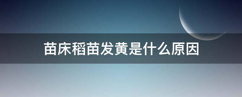 苗床稻苗发黄是什么原因 水稻苗床发黄