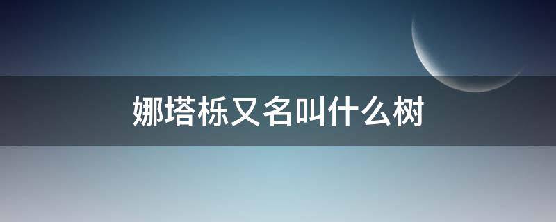 娜塔栎又名叫什么树 娜塔栎是什么树