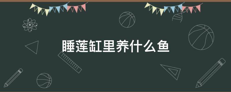 睡莲缸里养什么鱼 睡莲缸里养什么鱼适合