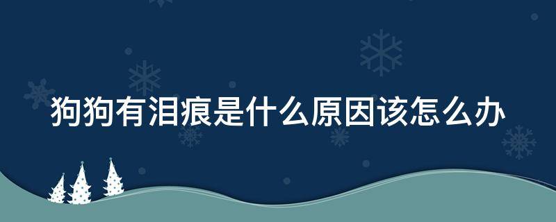 狗狗有泪痕是什么原因该怎么办 狗狗有泪痕是什么原因?祛除狗狗泪痕