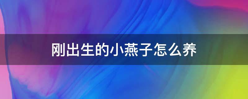 刚出生的小燕子怎么养 小燕子应该怎么养