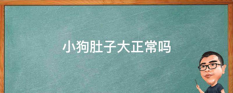 小狗肚子大正常吗（小狗的肚子大是怎么回事）