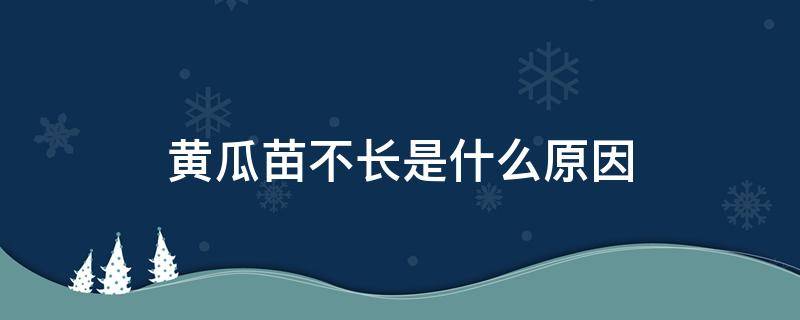 黄瓜苗不长是什么原因（黄瓜苗发黄不长）