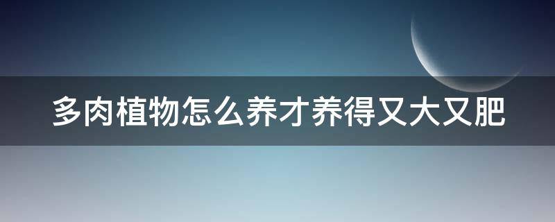 多肉植物怎么养才养得又大又肥 水培多肉植物怎么养才养得又大又肥