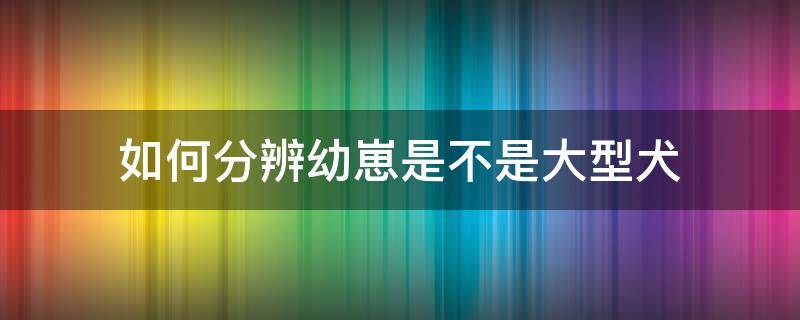 如何分辨幼崽是不是大型犬（怎么判断幼犬是不是大型犬）