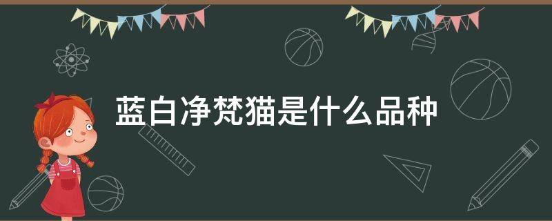 蓝白净梵猫是什么品种 纯白净梵蓝猫