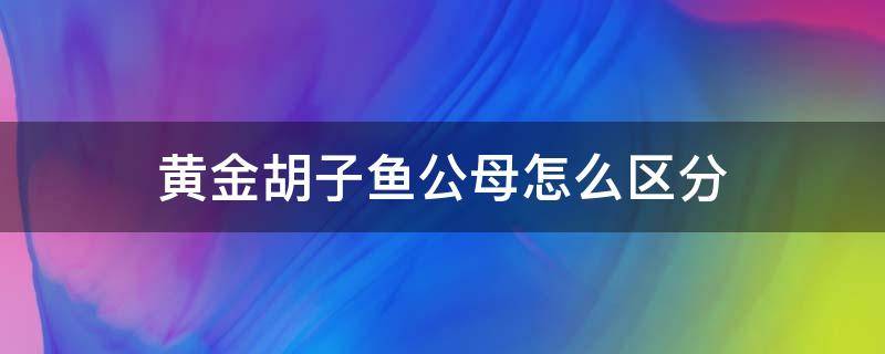 黄金胡子鱼公母怎么区分（黄金胡子鱼公母怎么区分图片）