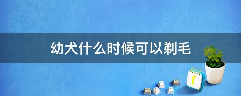 幼犬什么时候可以剃毛 狗狗几月份可以剃毛