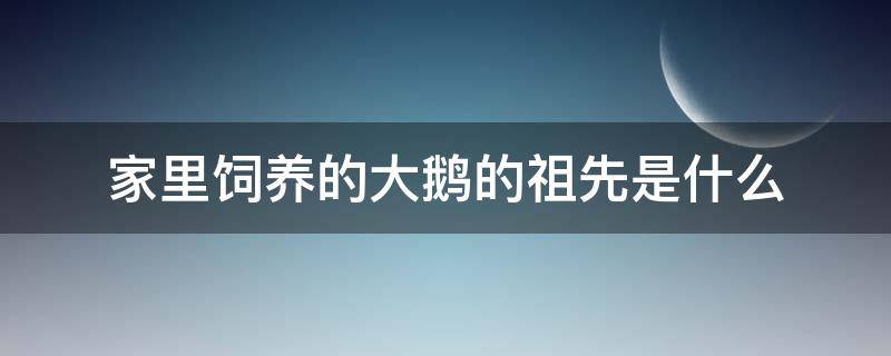 家里饲养的大鹅的祖先是什么（家里饲养的大鹅它们的祖先是什么）