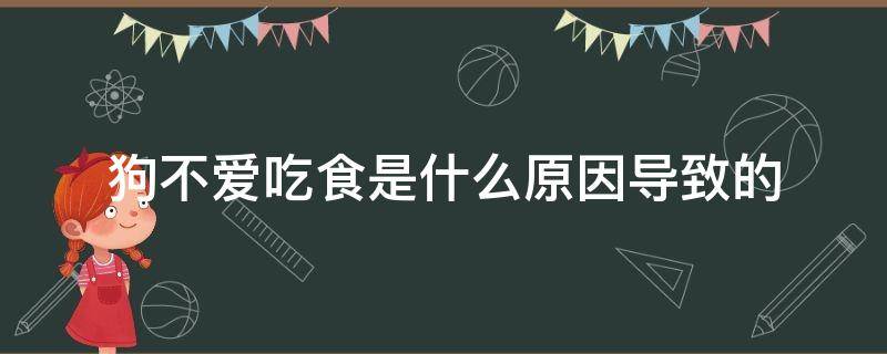 狗不爱吃食是什么原因导致的 狗为什么不吃食什么毛病