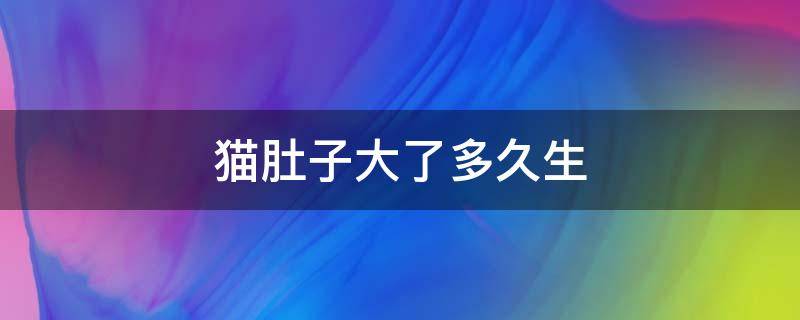 猫肚子大了多久生 猫猫肚子多大才生