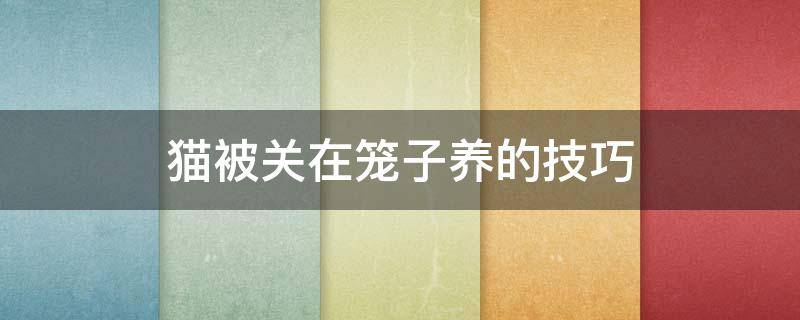 猫被关在笼子养的技巧（猫咪关在笼子养）