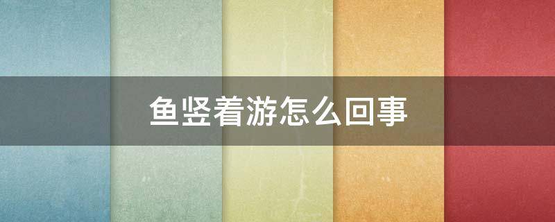 鱼竖着游怎么回事 灯科鱼竖着游怎么回事