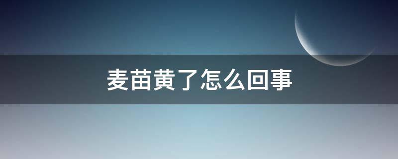 麦苗黄了怎么回事 麦苗发黄怎么办