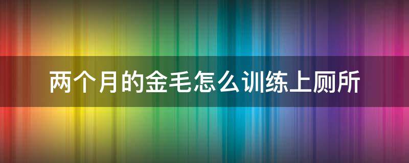 两个月的金毛怎么训练上厕所 两个月的金毛怎么训练上厕所视频