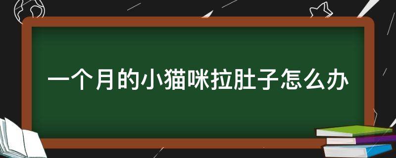 一个月的小猫咪拉肚子怎么办（一个月的猫咪拉肚子该怎么办）