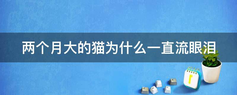 两个月大的猫为什么一直流眼泪 两个月大的猫咪一直流眼泪