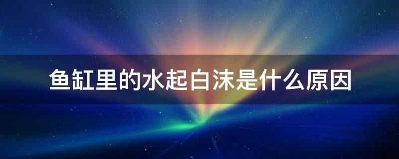 鱼缸里的水起白沫是什么原因 鱼缸里水有白泡沫是啥原因