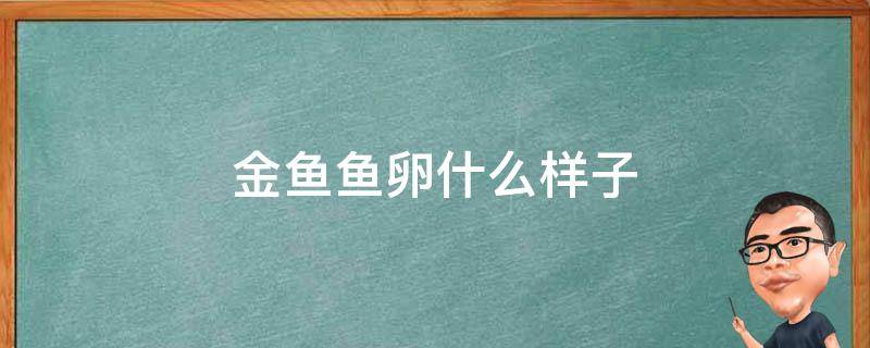 金鱼鱼卵什么样子 金鱼卵长啥样